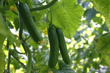 Green cucumbers growing in a greenhouse