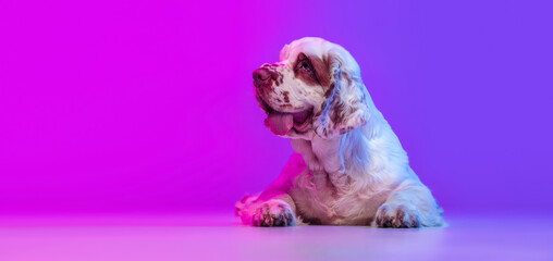 One dog white Clumber running isolated over gradient pink blue studio background in neon light filter. Concept of motion, action, pets love, animal life.