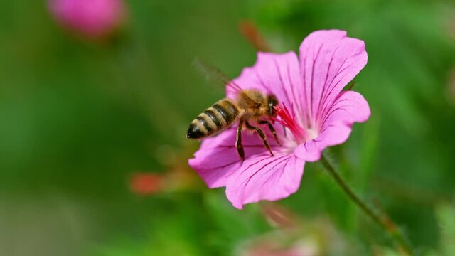 Super Slow Motion Shot of Honey Bee Collecting Nectar from Pink Flower at 1000fps.