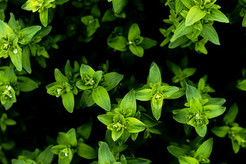 Green leaves of Hypericum perforatum herb