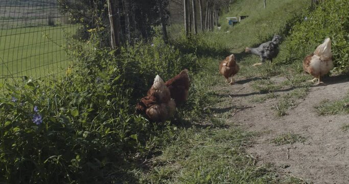 Chickens eating grains on free range farm with green grass, Chicken in Farm Organic 
