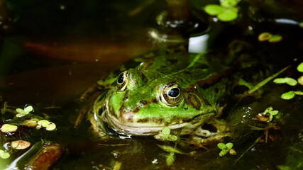 Frosch in einem Teich, aus Wasser schauend