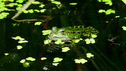Frosch in einem Teich, aus Wasser schauend