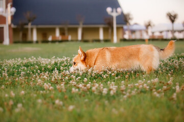 Happy and active purebred Welsh Corgi dog outdoors in the grass