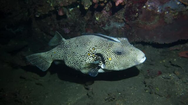 Puffer fish in the company of remora hides in the wreckage of the ship.