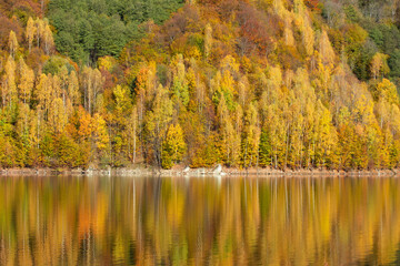 Autumn landscape, birch forest reflection in lake