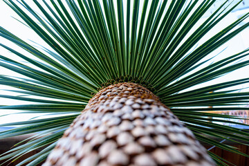 Yucca Rostrata