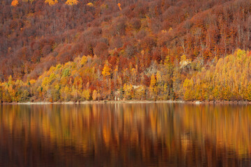 Obraz premium Autumn landscape, birch forest reflection in lake