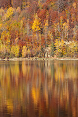 Autumn landscape, birch forest reflection in lake