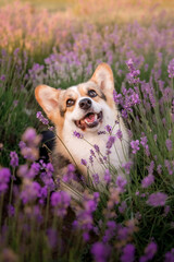 Dog in lavender flowers. Lovely pet. Corgi dog on a lavender field. Pet in nature
