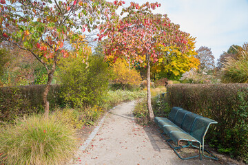 autumn at Westpark Munich, walkway with bench, cherry trees with colorful leaves