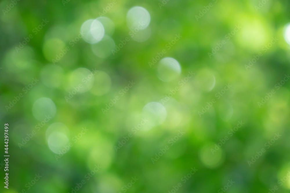 Canvas Prints bokeh blur tree nature background with sunlight on summer. spring season.