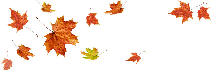 Autumn fall  banner with falling maple leaves