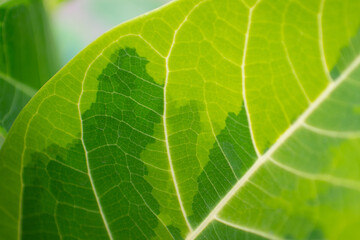 Ficus Elástica Ruby