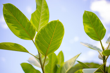 Fototapeta premium Ficus Elástica Ruby