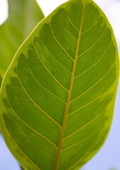 Ficus Elástica Ruby