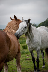 Fototapeta premium a mare grooming a gelding