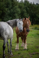 a pair of horses looking towards you