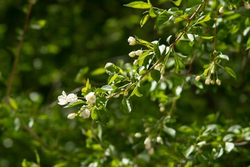 Obraz premium Blooming green bird cherry tree with white flowers.