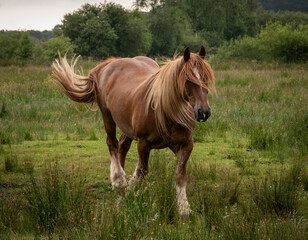 a beautiful brown gelding walking towards you