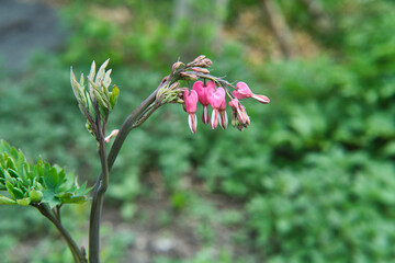Dicenter pink not open close-up. Lamprocapnos. Fumariaceae