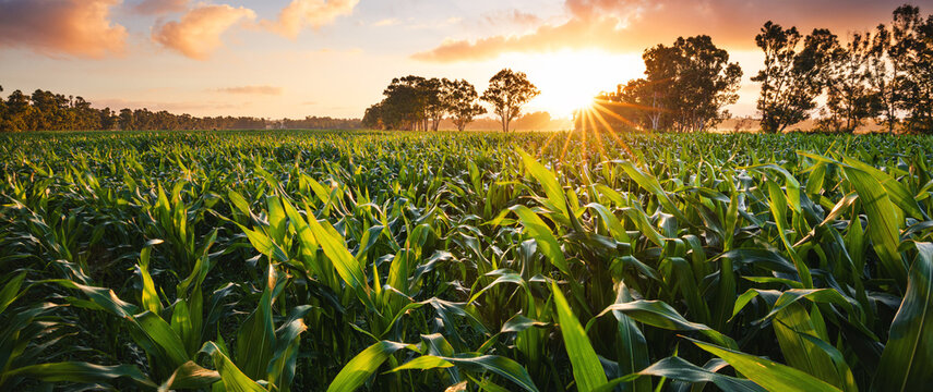 View of a corn field at the sunset