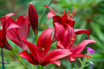 満開の赤いユリ
