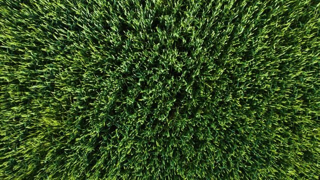 Close up aerial view on green endless field with growing crops of barley or wheat in spring. Concept of farming business and agricultural food industry