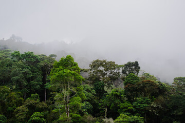 Bosque tropical en medio de la niebla en Colombia © Carlos Alejandro MG