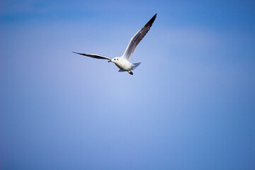 seagull in flight