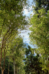 Passeio pelo Jardim Botânico do Rio de Janeiro.