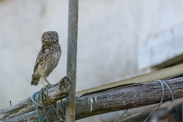 Little owl (Athene noctua) owlet perched in a derelict building at dusk