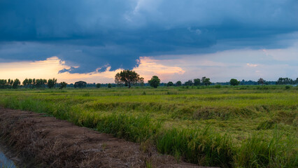 Fototapeta premium sunset over the field