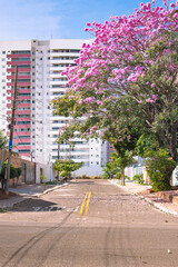 Ipe tree with pink flowers on a neighborhood sidewalk of Campo Grande city, MS - Brazil. Vila...