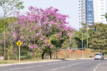 View of a Ipe tree with pink flowers on the central flower bed of Via Park at Campo Grande MS,...
