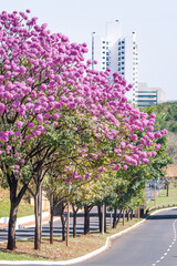 Beautiful Ipe tree with pink flowers of Campo Grande city, MS - Brazil. Ricardo Brandao street.