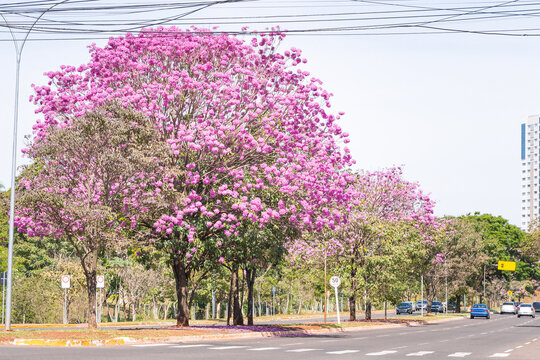 View of a Ipe tree with pink flowers on the central flower bed of Via Park at Campo Grande MS, Brazil. Tree symbol of the city. 
