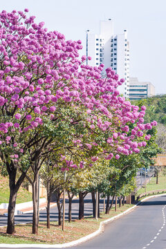 Beautiful Ipe tree with pink flowers of Campo Grande city, MS - Brazil. Ricardo Brandao street.