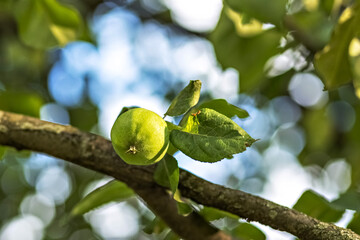 Young green unripe apples on a tree branch