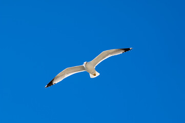 seagull in the sky