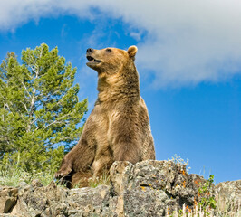 Grizzly bear. sitting on ridge
