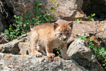Naklejka na ściany i meble Eurasian lynx kitten