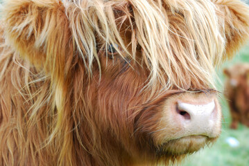 Scottish Highland Cattle Portrait