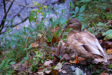 Young female mallard