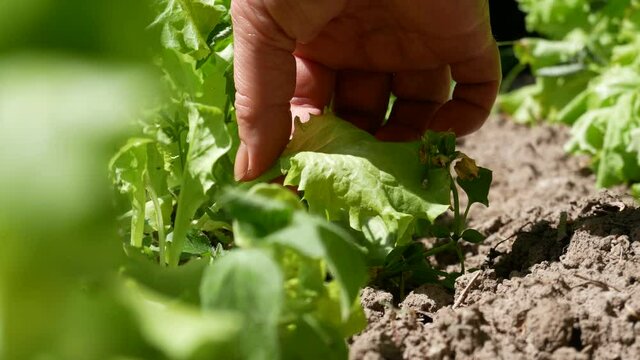 Woman plucks spinach leaves. Summer harvest of fresh green leaves. Home cultivation.