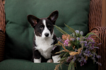 Cute puppy with flower bouquet. Welsh Corgi Pembroke Puppy