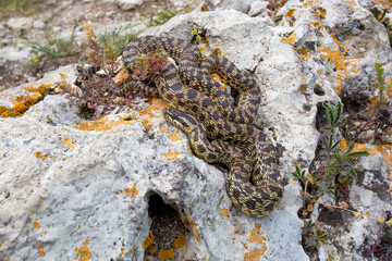 Blotched snake on light stone