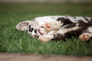 Happy puppies playing and running together outdoors. Corgi dogs. Dog kennel.