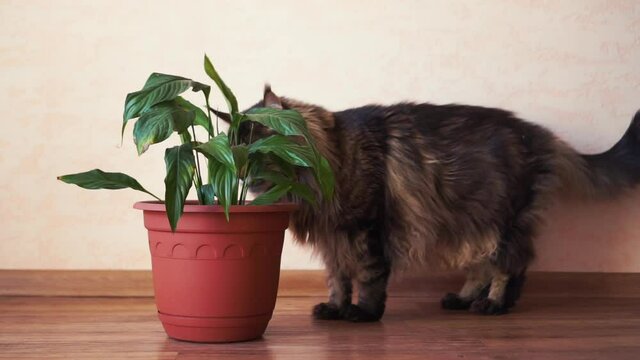 Adorable adult big funny maincoon, looks around at home. looking in a pot, flower. Find a toy and catch it. furry striped hairy mustache cat indoor. Soft background. HD horizontal slow motion video.