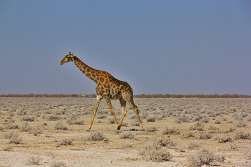 Giraffe in der Savanne